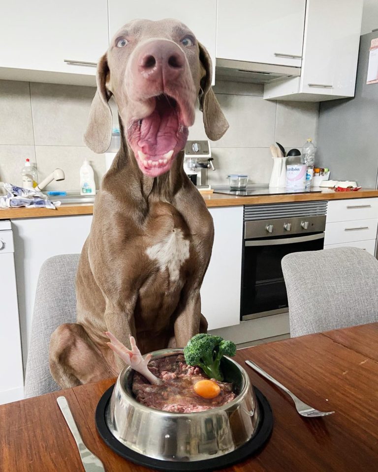 體型大吃得有就多囉！（圖／Instagram＠ podarroz_weimaraner）