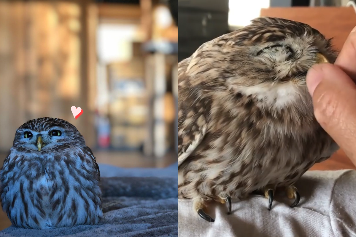 貓頭鷹愛撒嬌，超喜歡奴才摸嘴巴！（圖／Instagram ＠owl___qqq）