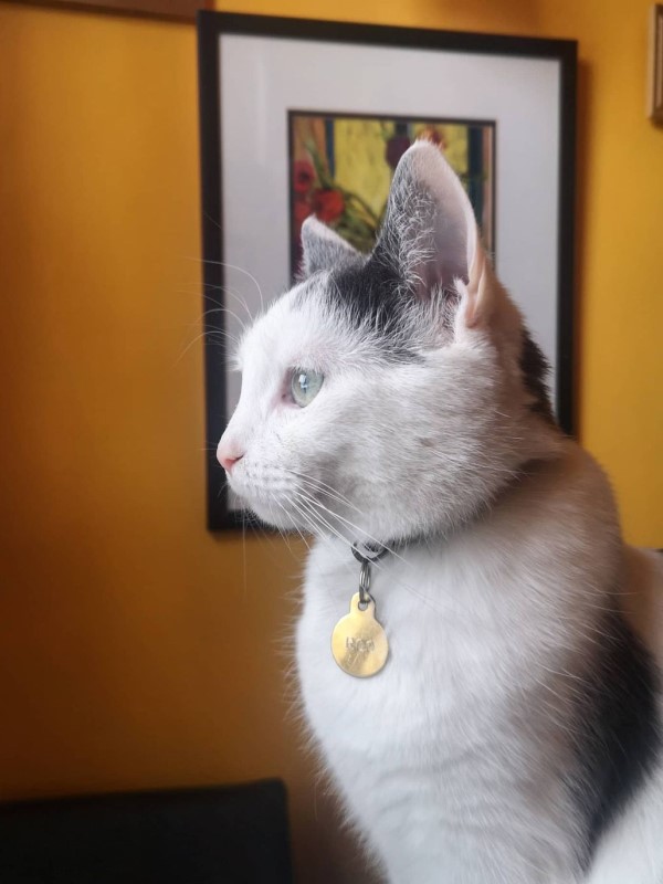 房間無人卻出現琴聲 她走近一看竟是貓咪在彈鋼琴!