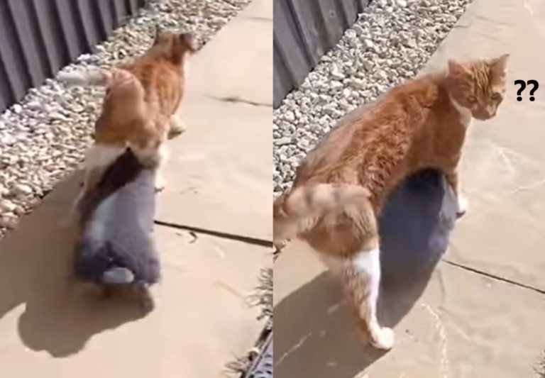 一隻胖灰兔躲進橘白貓的跨下「一起走路」（圖／reddit ＠Pedrica1）