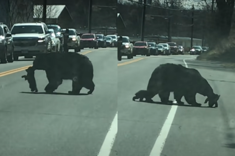 熊媽媽帶熊寶寶過馬路，來來回回叼不完！（圖／Youtube ＠ViralHog）