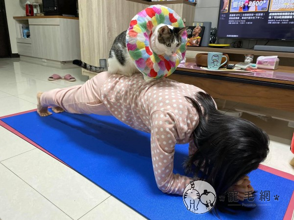 練習棒式貓咪竟「站背上加持」　媽超抖：牠覺得我訓練不夠！