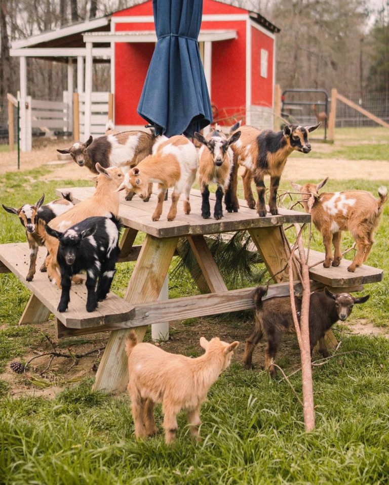 小羊軍團（圖／Instagram@ goat_daddys_farm）