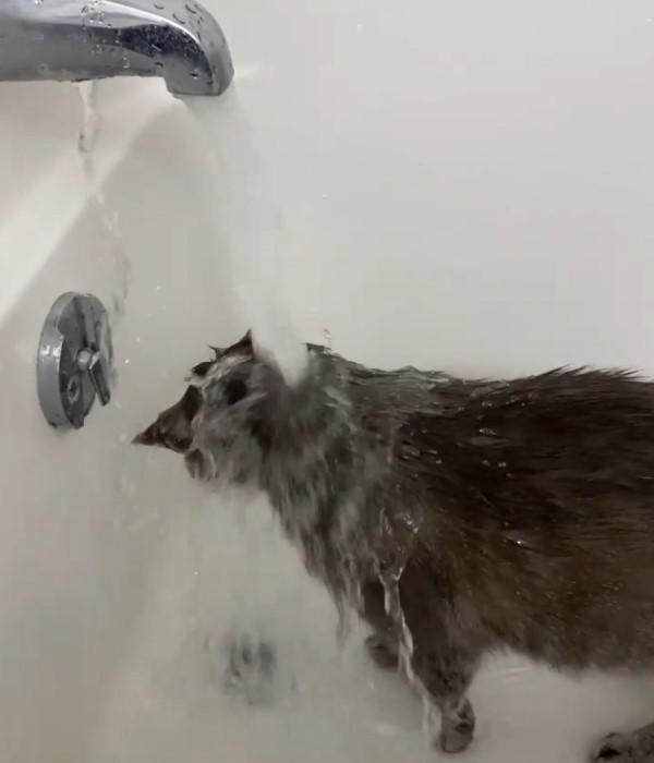 貓星人愛玩水　搶先一步跳進浴缸沖澡：我幫媽試水溫！