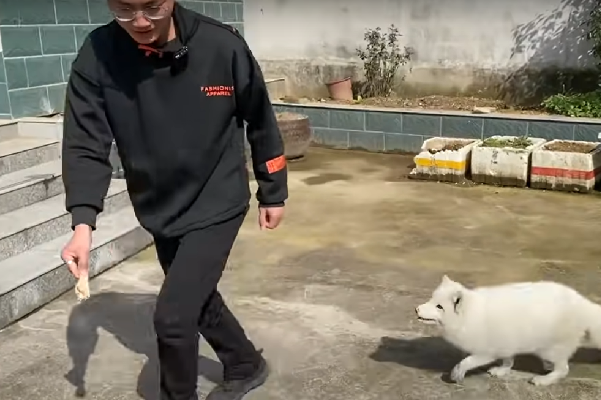 為了逼家裡狐狸減肥，主人拿雞腿引誘跑全場！（圖／Youtube ＠提提斯）