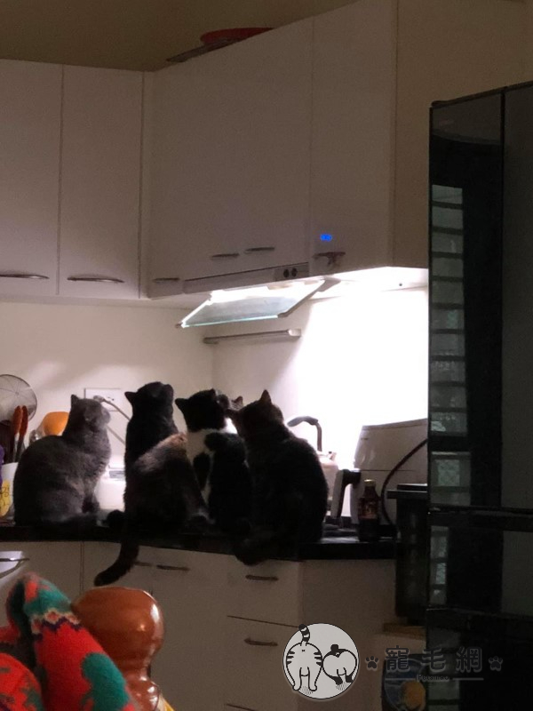 五貓在抽油煙機下仰望燈光網笑：準備搭太空船回貓星？