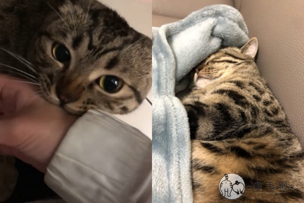 在外過夜遭貓皇碎念、狠咬，奴才求饒：不敢了！（圖／網友Lin Li授權提供）