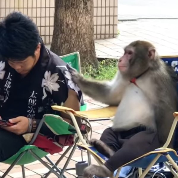 男子與猴子「講悄悄話」分享手機　網見亮點笑：有兄弟臉！