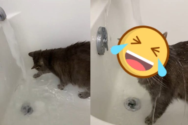 貓星人愛玩水　搶先一步跳進浴缸沖澡：我幫媽試水溫！
