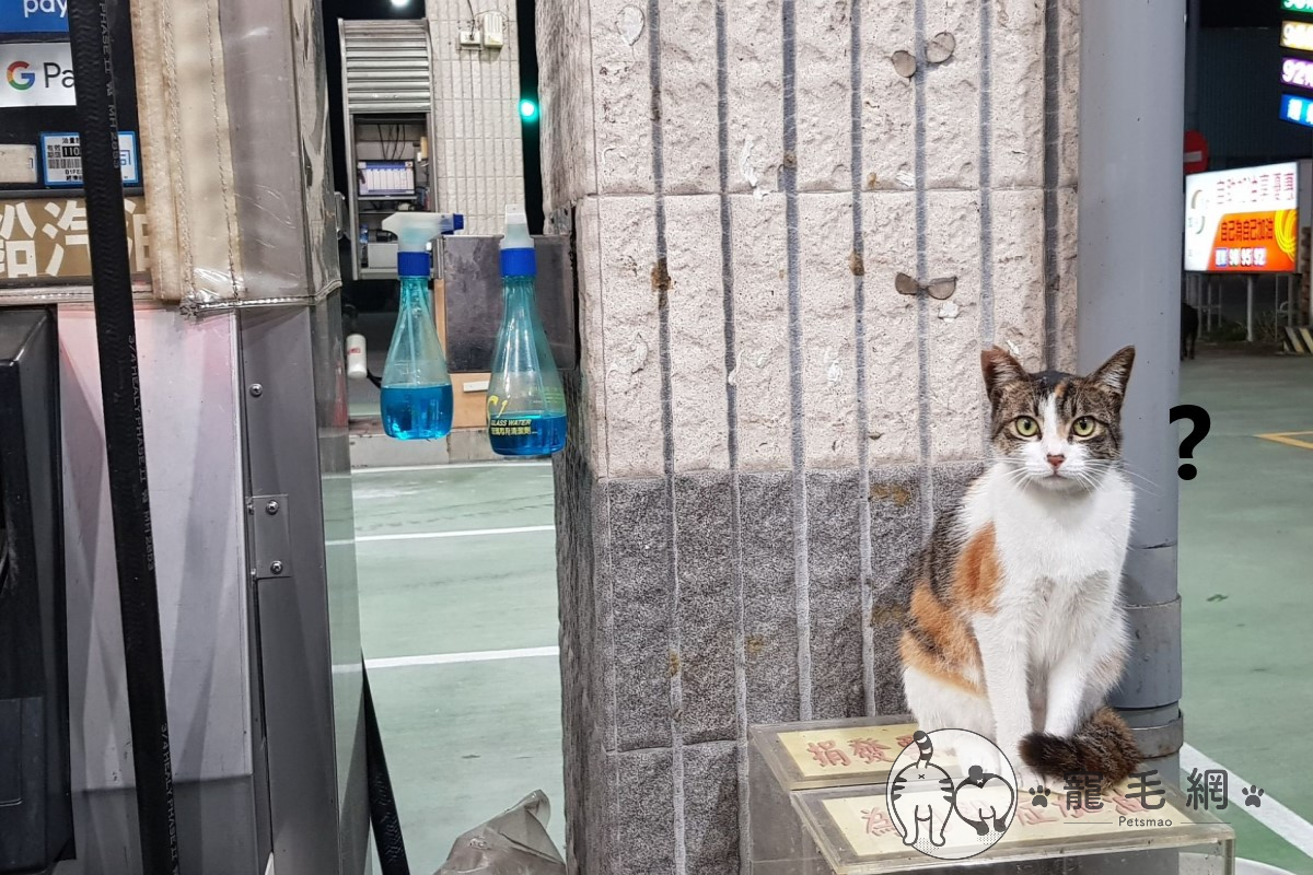 網友開車到加油站時，遇見一隻超萌「貓員工」（圖／網友孔倪蔻授權提供）