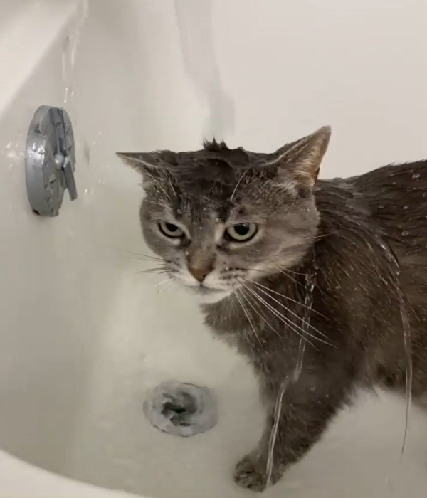 貓星人愛玩水　搶先一步跳進浴缸沖澡：我幫媽試水溫！