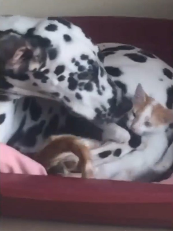 橘白貓與大麥町躺一窩　牠被「瘋狂甩尾」超不悅：夠了喔！