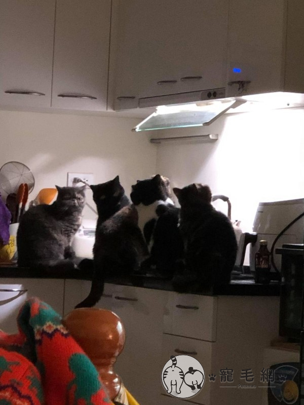 五貓在抽油煙機下仰望燈光網笑：準備搭太空船回貓星？