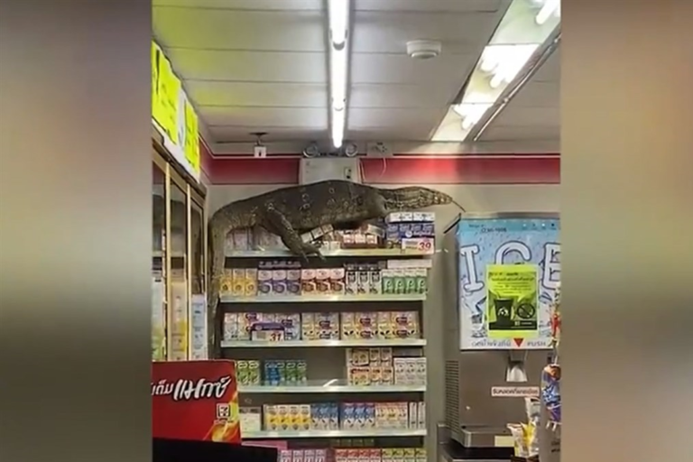 曼谷超商驚見一隻澤巨蜥（圖／翻攝自推特）