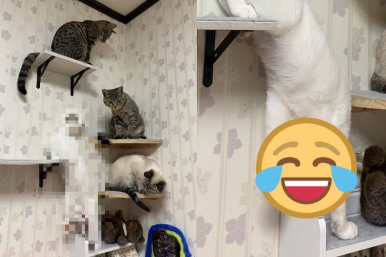 日本一名推主幫貓咪拍照時，白貓竟然做出奇怪的謎樣動作（圖／twitter @neko_fuyunosuke）