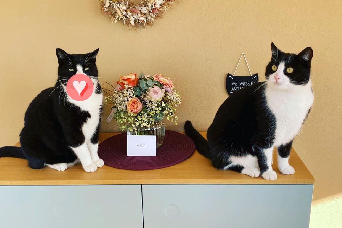 賓士貓嘴巴下的花紋就像口罩戴一半。（圖／Instagram＠ just_bommel）