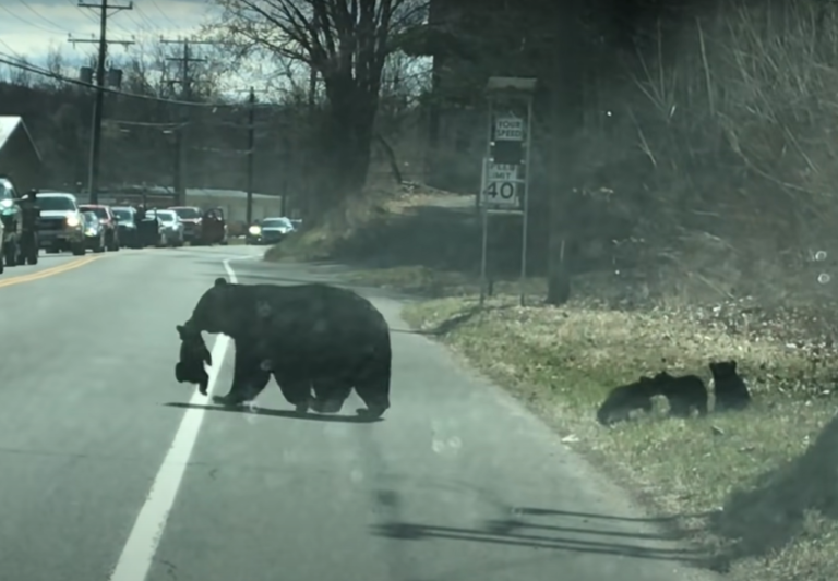 熊媽媽：不好意思啊人類！我帶寶寶們過個馬路！（圖／Youtube ＠ViralHog）