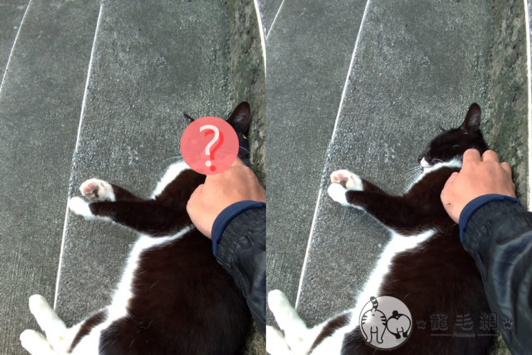 貓咪發現沒食物突「白眼」不給摸　網友：請付費再繼續使用！
