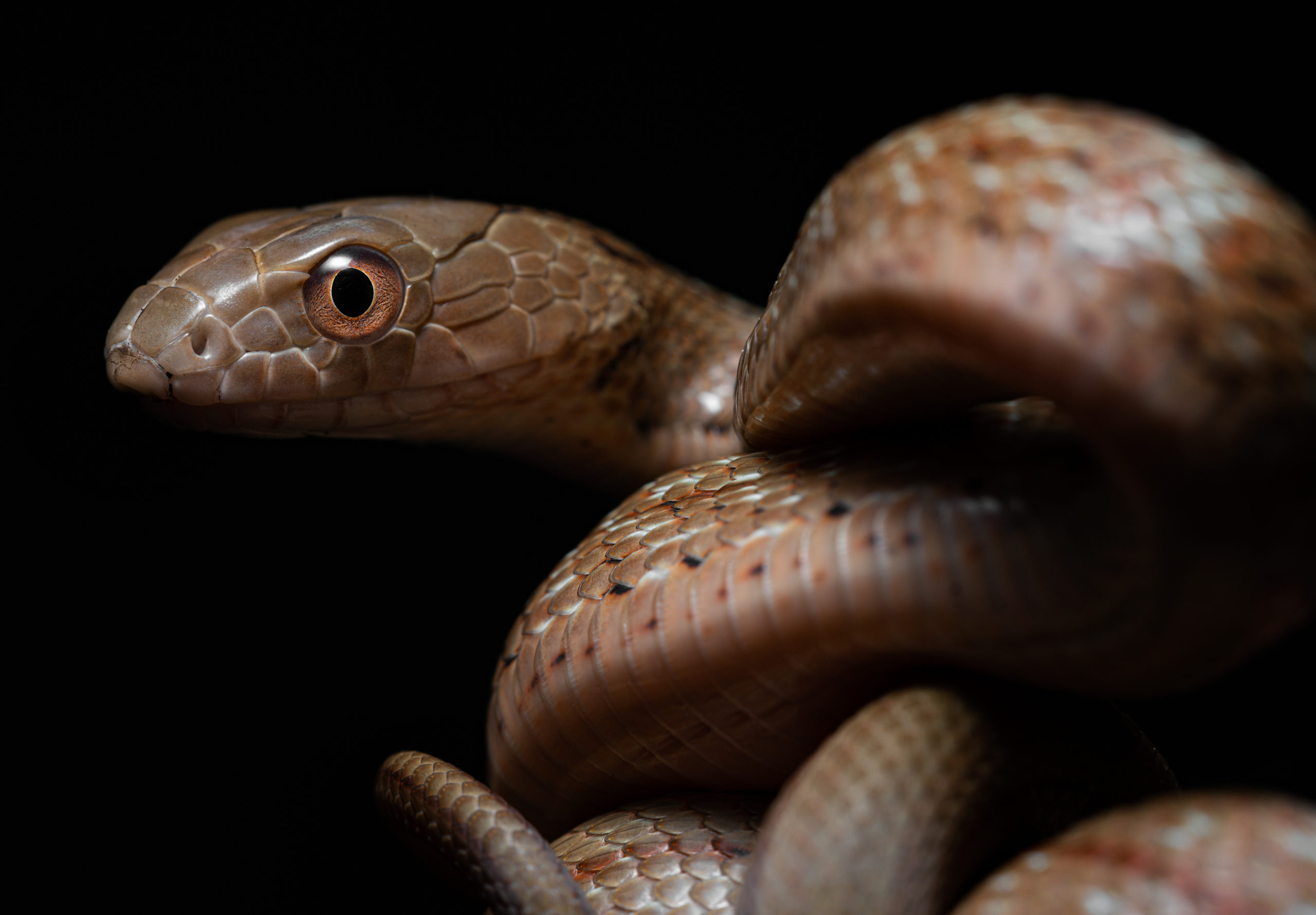非常多民眾請消防員捕蛇，但他們面對蛇其實跟普通人無異。（圖／Shutterstock）