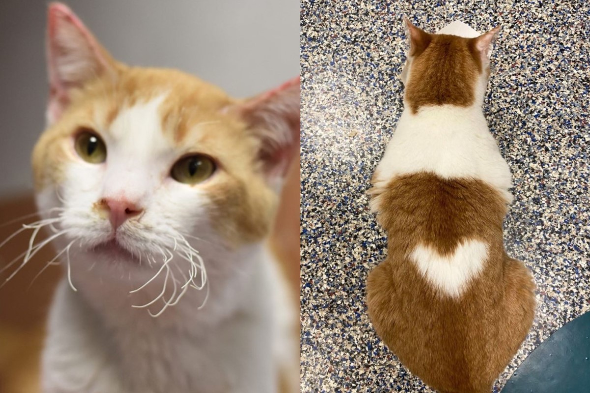 橘白貓「Rutile」身上有一顆白色愛心（圖／IG ＠lollypopfarm）