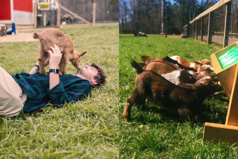 小羊看到美食，尾巴高速搖擺好開心！（圖／Instagram@ goat_daddys_farm）