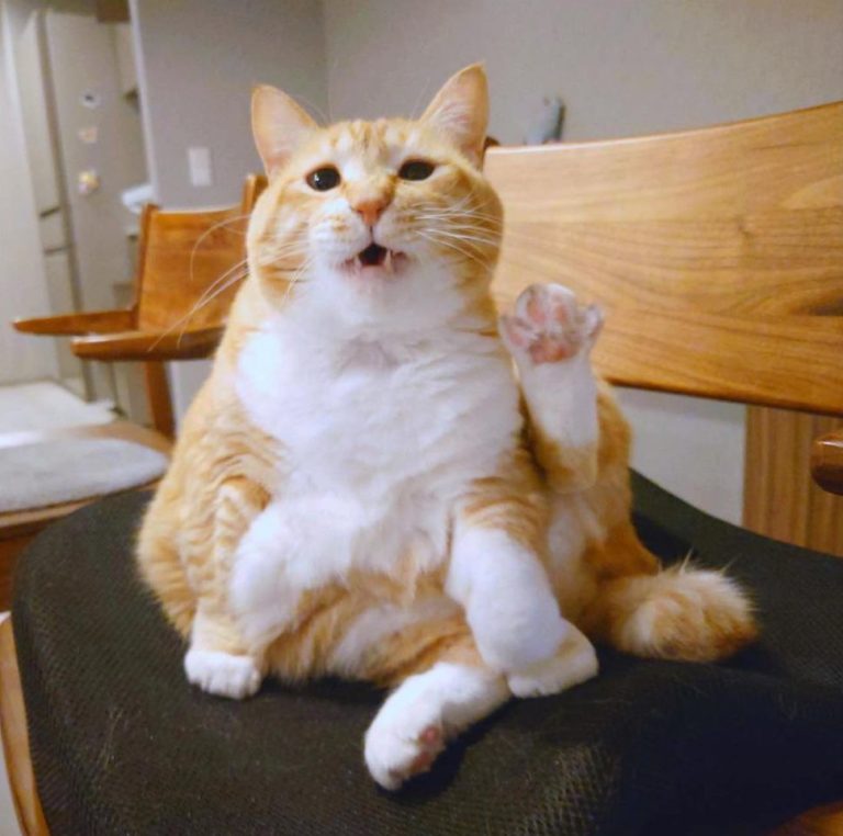 貓:主人你要出門?等我!!(急忙)(圖/Instagram@ gupitaro)