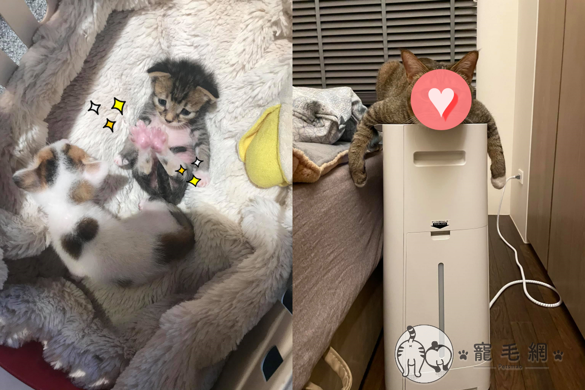 貓貓幼時就有張小衰臉，長大後還是一樣！（圖／Facebook＠ Chunting Chang）