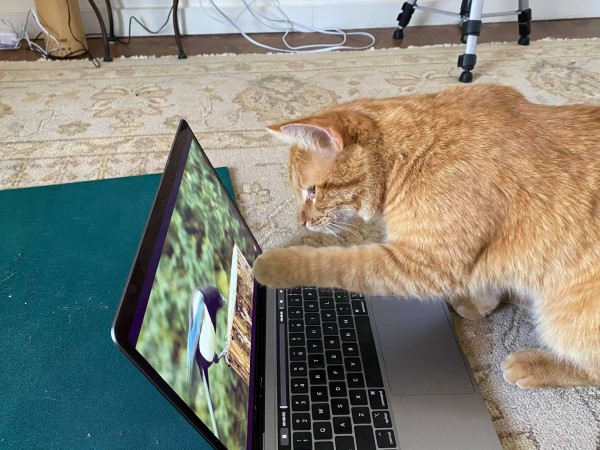 自來貓每天上門「看電視」手敲筆電：偶要看小鳥！
