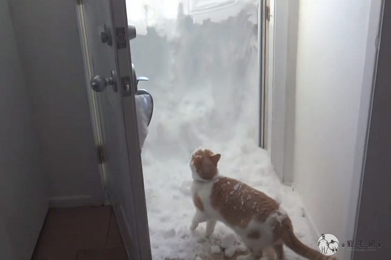加拿大的一隻橘白貓，原想去庭院玩，打開家門卻出現厚厚的積雪。（影／美聯社 AP+Jukin Media授權）