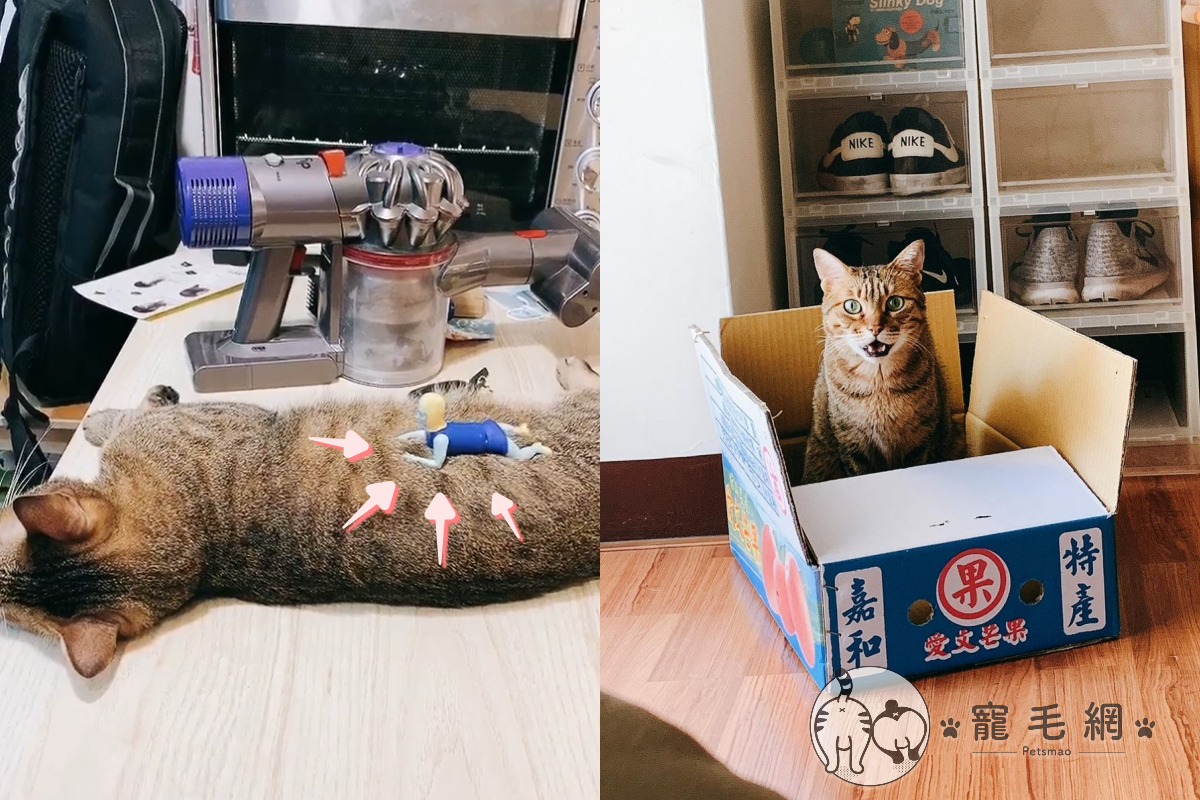 奴才派殭屍扭蛋幫貓咪按摩！（圖／網友Fu-chen Chu授權提供）