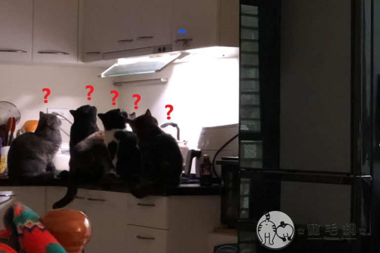 五貓集體在抽油煙機下仰望　網笑：要被召喚回喵星球了嗎？

