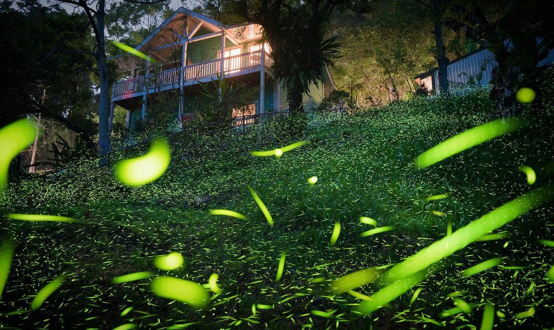 ▲Situated in Meishan Township, Chiayi, “Over The Rainbow” is one of the most well-known attractions for admiring fireflies in the southern Taiwan. (Photo courtesy of @your50134654/Instagram)