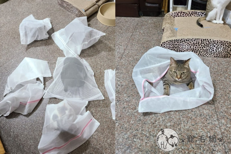 媽做地震演練眾貓自動窩好「洗衣袋」　網讚：竟有這招！
