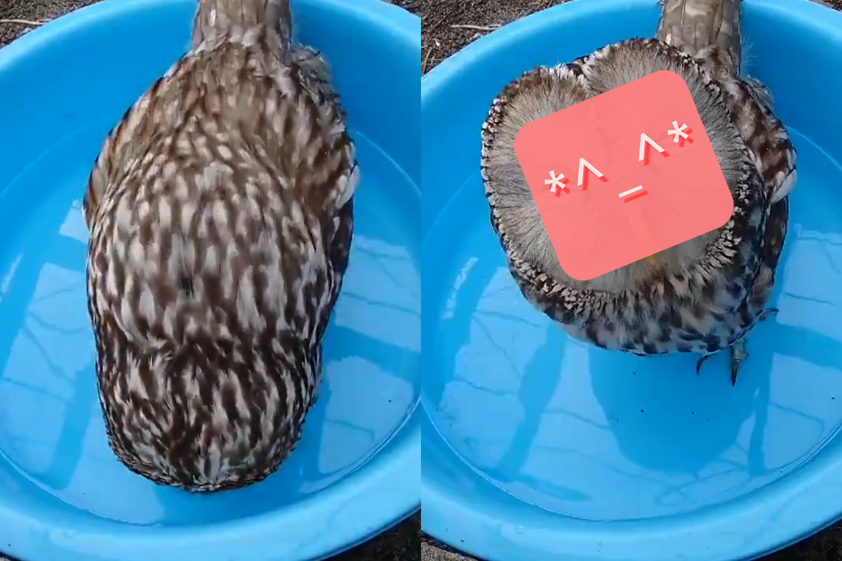 貓頭鷹喝水後竟不忘笑臉道謝！（圖／Twitter＠ obihirozoo）