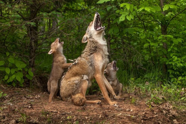 母狼一嚎叫，小狼們也跟著「嗷嗚」（圖／翻攝自Jim Zuckerman）