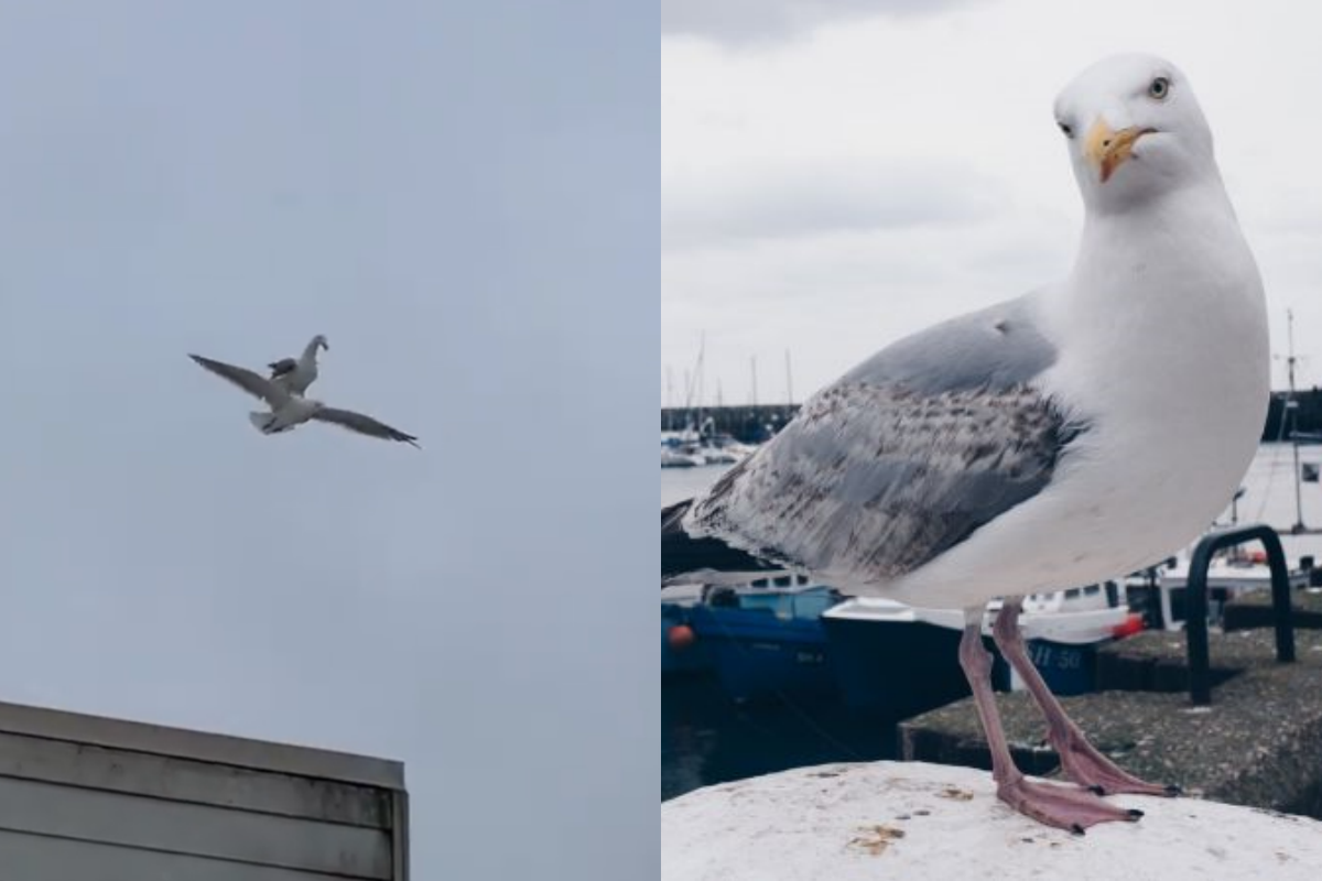 有日本網友分享，一隻海鷗囂張的騎在同伴身上，短短9秒的影片在推特上瘋傳。（圖／翻攝自Twitter @buitengebieden +pexels）