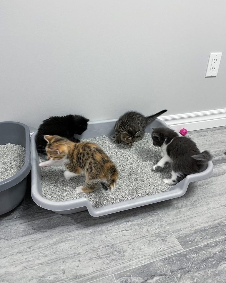 小貓們集體學習用貓砂。（圖／Instagram＠ tinybutmightykittenrescue）