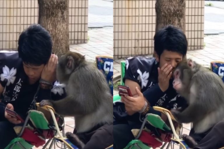 男子與猴子「講悄悄話」分享手機　網見亮點笑：有兄弟臉！
