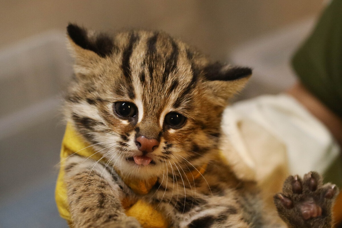 石虎媽媽於上個月生下３胞胎、寶寶可愛亮相囉！（圖／Taipei Zoo 臺北市立動物園黃建宸攝影授權提供）