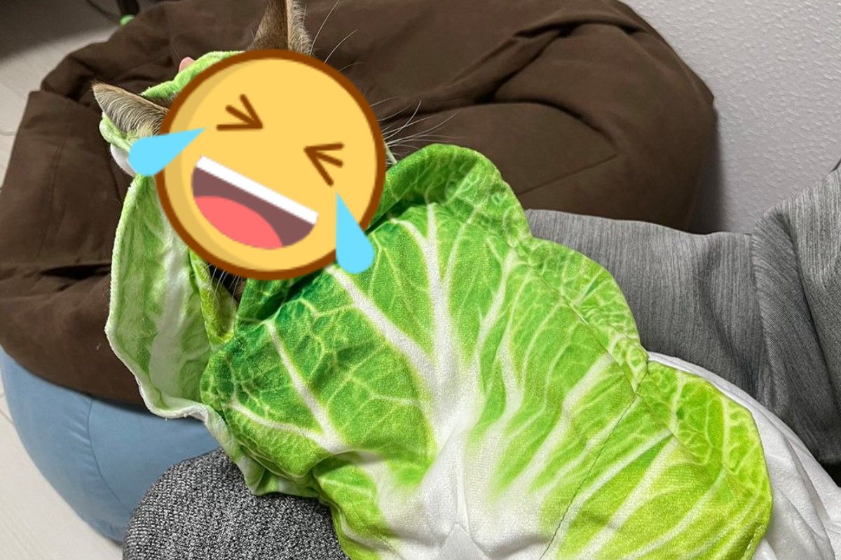 大白菜裡出現一條好大的「毛菜蟲」（圖／twitter @minira_diary）