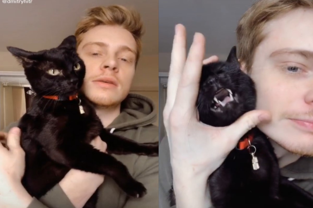 黑貓「被動合音」的影片吸引超過660萬人次喜愛！（圖／翻攝自Tik tok@dmitryhitr）
