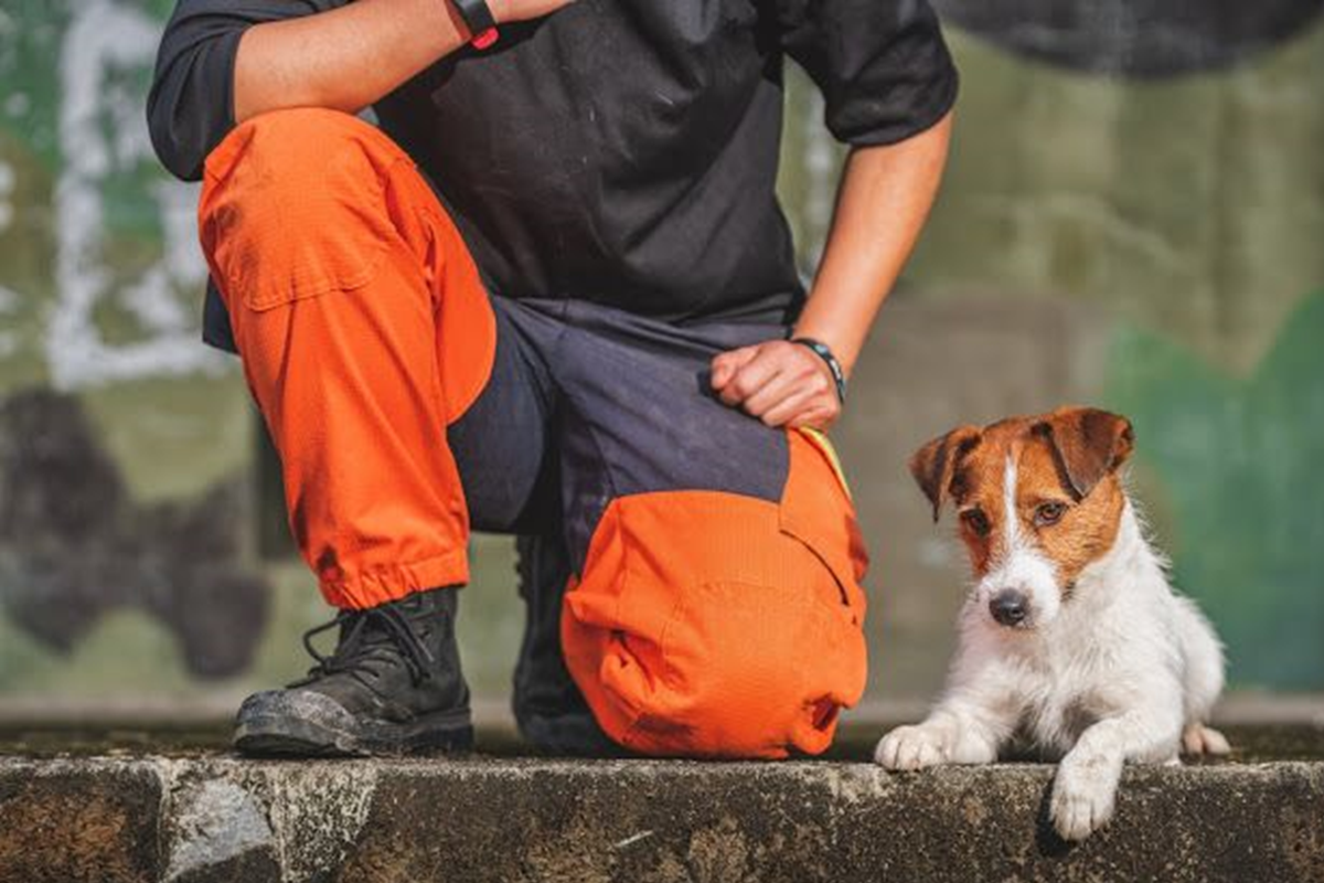 體型較小的搜救犬浩克，藉由身形小的優勢，進入太魯閣殘骸的縫隙中協助搜索。（圖／新北市政府消防局提供）