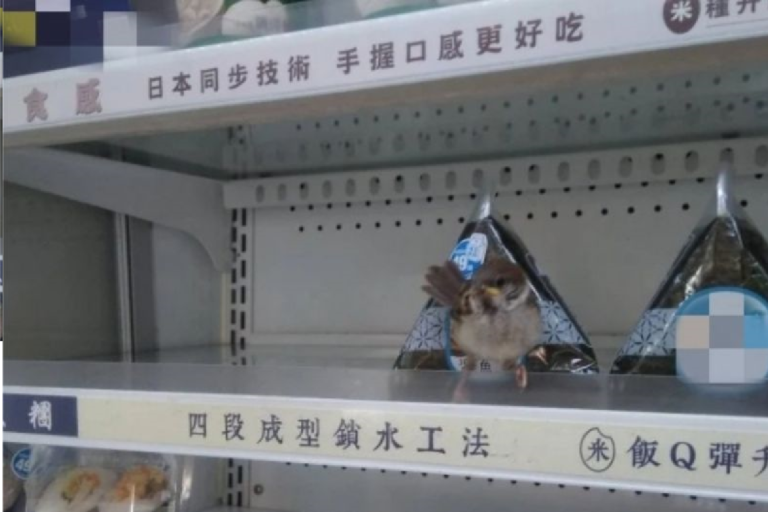 有女網友去逛超商時，看到冷藏架上竟然有隻小麻雀。（圖／Dcard）