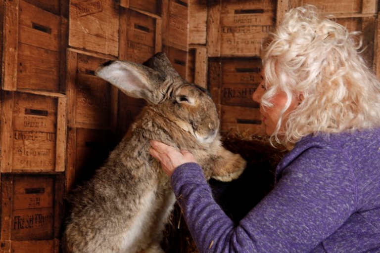 打破金氏紀錄巨型兔遭竊　飼主懸賞四萬元盼歸還寵物
