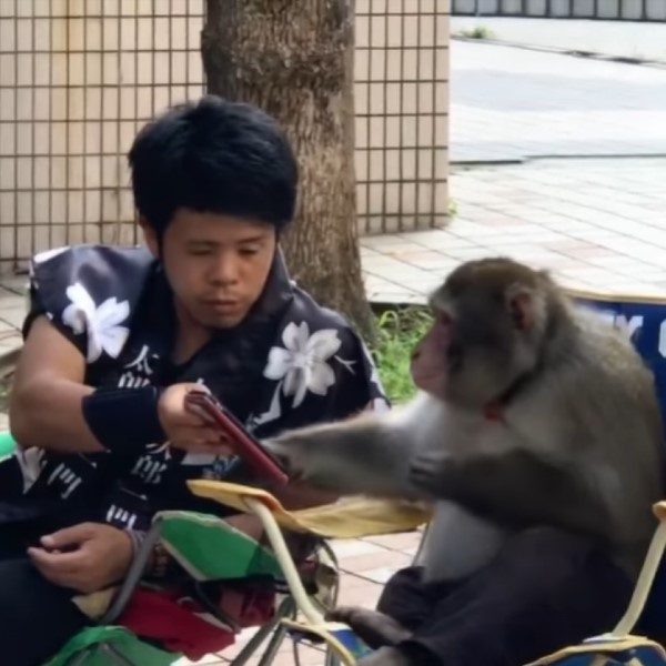 男子與猴子「講悄悄話」分享手機　網見亮點笑：有兄弟臉！