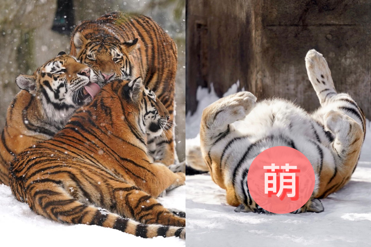 虎媽陪玩累到不行，趁孩子不在立馬睡大覺！（圖／Instagram ＠riku_0710）