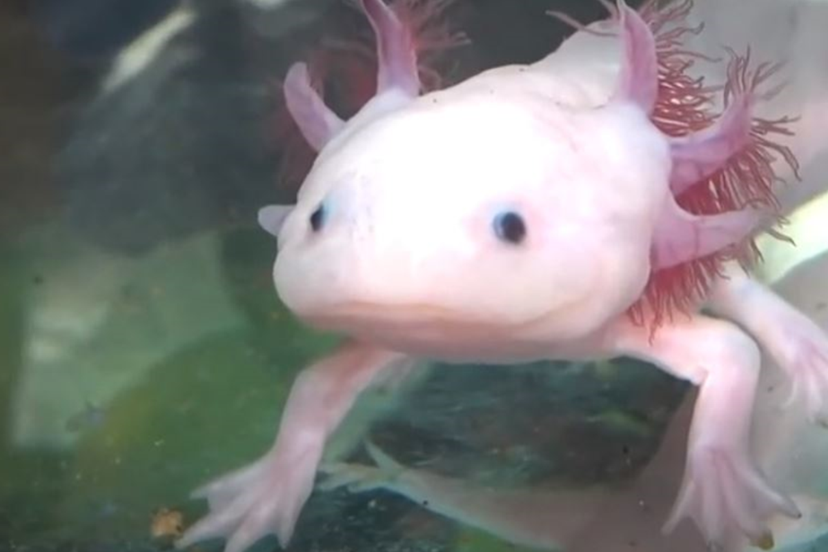 對某些人來說，六角恐龍永遠都在笑的長相十分可愛，然而對部份人來說，這種動物怪到令人難以直視。（圖／翻攝自影片）