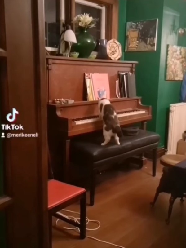 房間無人卻出現琴聲 她走近一看竟是貓咪在彈鋼琴!