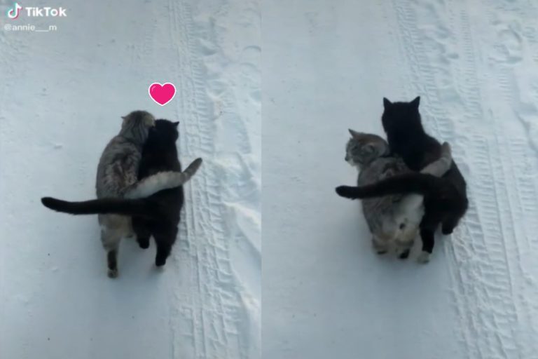 烏克蘭有兩隻貓咪感情非常好，走路時緊靠在一起，尾巴還互相交叉（圖／tik tok ＠annie___m）