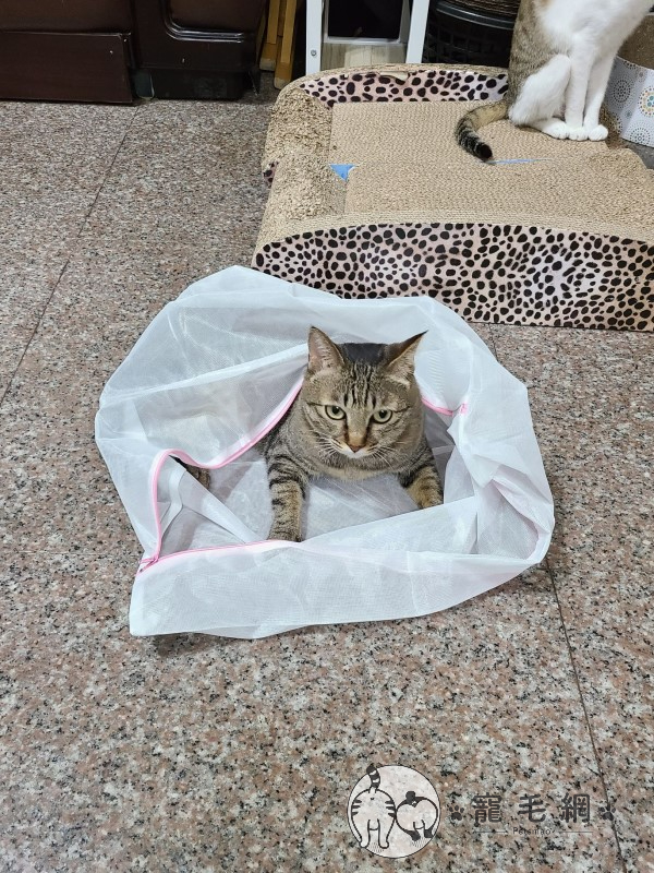 媽做地震演練眾貓自動窩好「洗衣袋」　網讚：竟有這招！